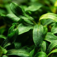 Bucephalandra sp. Needle Leaf1